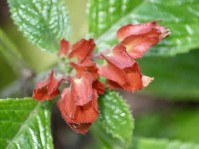 Chrysothemis pulchella, photographed by Cheryl McCleary-Catalano