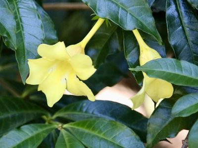 Allamanda cathartica, photographed by Cheryl McCleary-Catalano