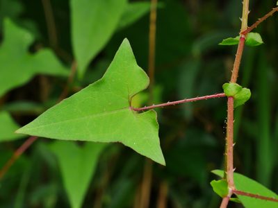 Polygonum senticosum, photographed by Jacy Chen