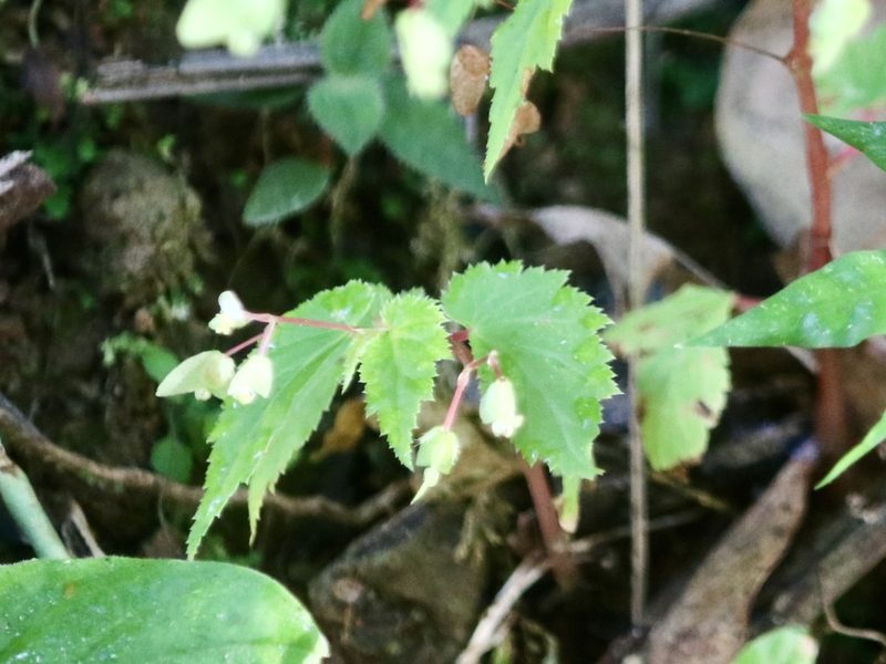 Begonia hirsuta, photographed by Cheryl McCleary-Catalano