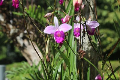 Arundina graminifolia, photographed by Cheryl McCleary-Catalano