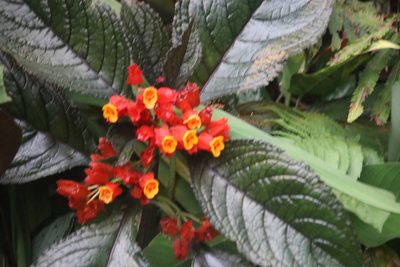 Chrysothemis pulchella, photographed by Cheryl McCleary-Catalano