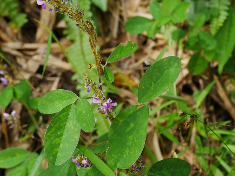 Grona heterocarpos, photographed by Jacy Chen