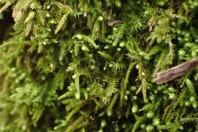 Claopodium rostratum, photographed by John Kees