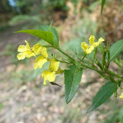Goodenia ovata, photographed by yatesy