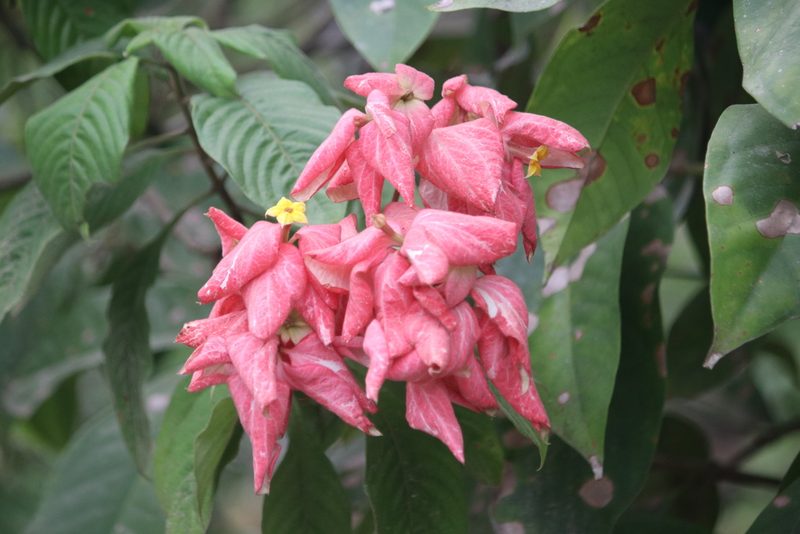 Mussaenda philippica, photographed by Cheryl McCleary-Catalano