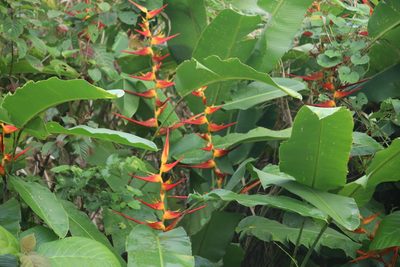 Heliconia latispatha, photographed by Cheryl McCleary-Catalano