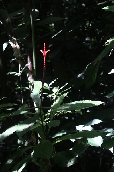 Aphelandra lingua-bovis, photographed by Cheryl McCleary-Catalano