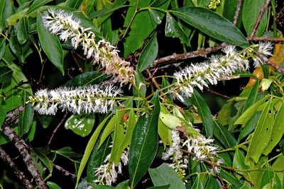 Inga marginata, photographed by Hugo Hulsberg