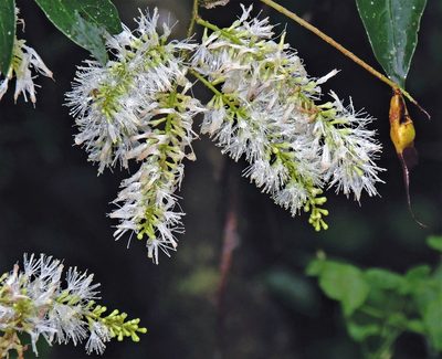 Inga marginata, photographed by Hugo Hulsberg