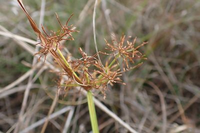 Cyperus haspan, photographed by John Kees