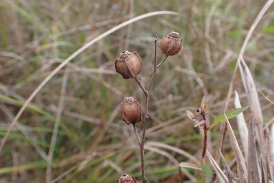 Ludwigia virgata