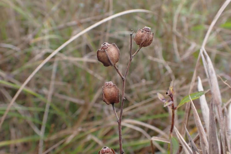 Ludwigia virgata, photographed by John Kees