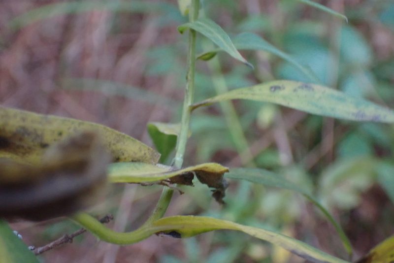 Euthamia scabra, photographed by John Kees