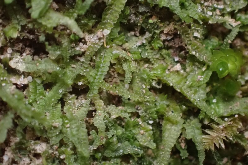 Odontoschisma sphagni, photographed by John Kees