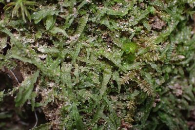 Odontoschisma sphagni, photographed by John Kees