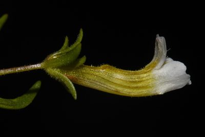 Gratiola quartermaniae, photographed by Brian Finzel