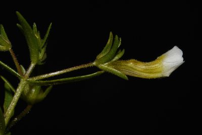 Gratiola quartermaniae, photographed by Brian Finzel