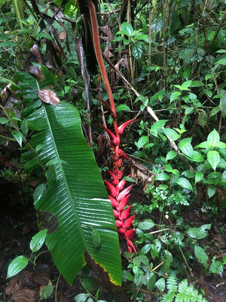 Heliconia ramonensis, photographed by harrier