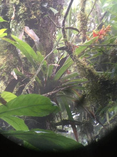 Guzmania donnellsmithii, photographed by harrier