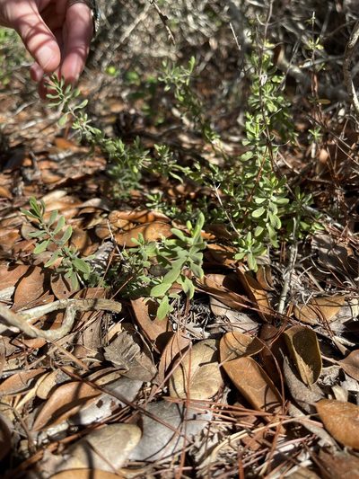 Clinopodium ashei, photographed by Brandon Corder