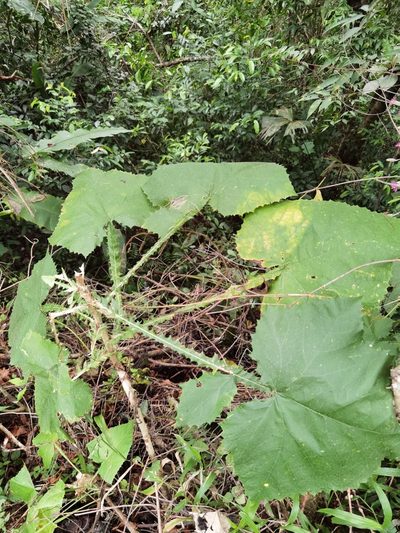 Onoseris silvatica, photographed by Eduardo Chacón Madrigal