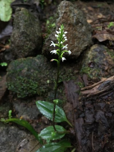 Cranichis muscosa, photographed by harrier