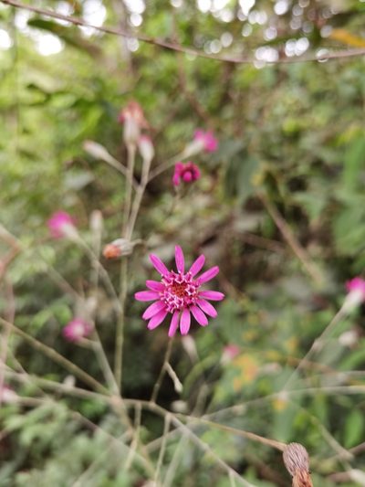 Onoseris silvatica, photographed by Eduardo Chacón Madrigal