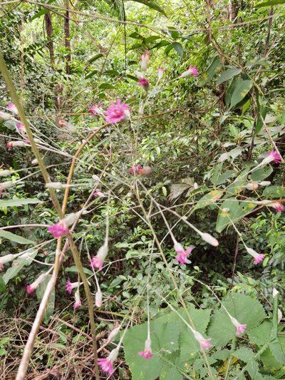 Onoseris silvatica, photographed by Eduardo Chacón Madrigal