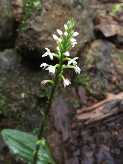 Cranichis muscosa, photographed by harrier