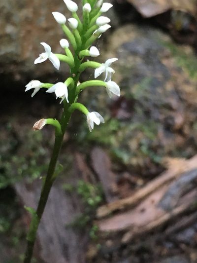 Cranichis muscosa, photographed by harrier