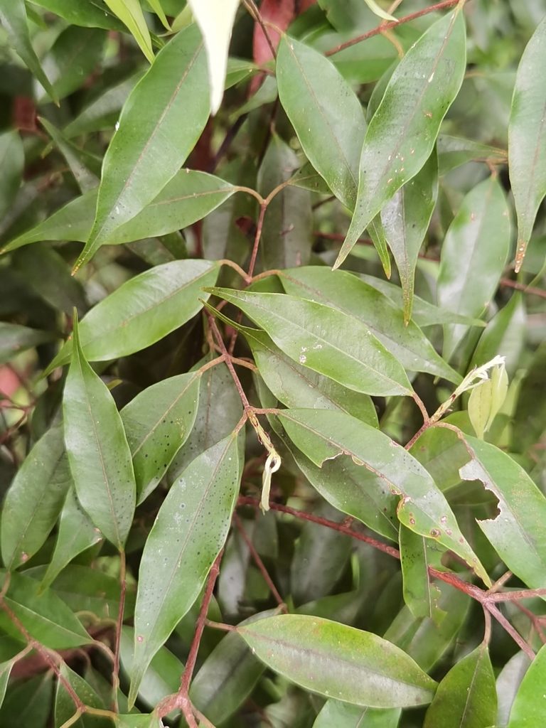 Plinia puriscalensis, photographed by Eduardo Chacón Madrigal