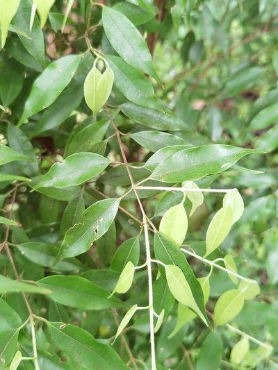 Plinia puriscalensis, photographed by Eduardo Chacón Madrigal