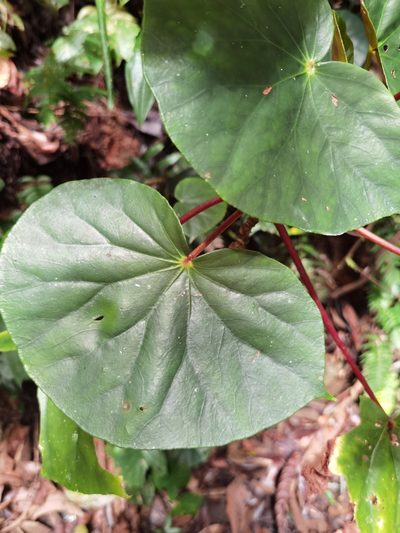 Begonia multinervia, photographed by Eduardo Chacón Madrigal