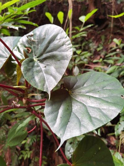 Begonia multinervia, photographed by Eduardo Chacón Madrigal