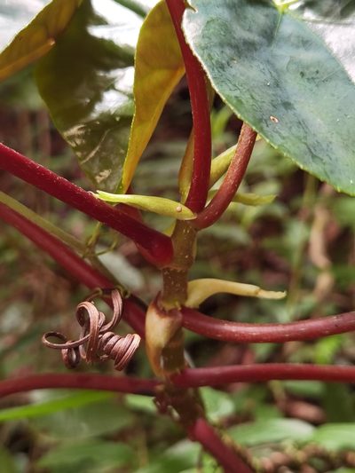 Begonia multinervia, photographed by Eduardo Chacón Madrigal