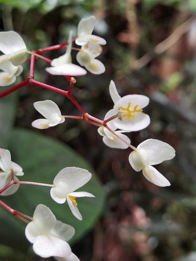 Begonia multinervia, photographed by Eduardo Chacón Madrigal