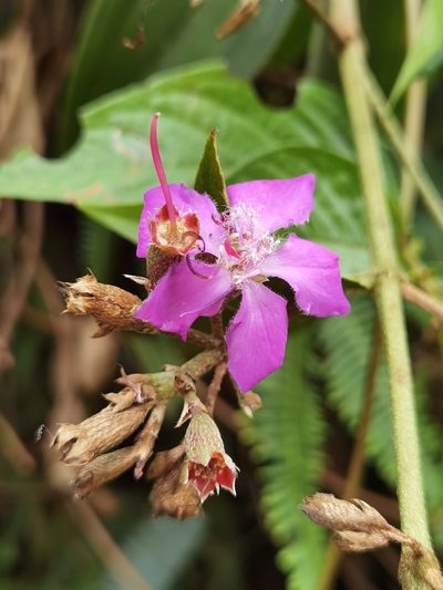Tibouchina bipenicillata, photographed by Eduardo Chacón Madrigal