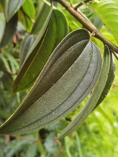 Tibouchina bipenicillata, photographed by Eduardo Chacón Madrigal