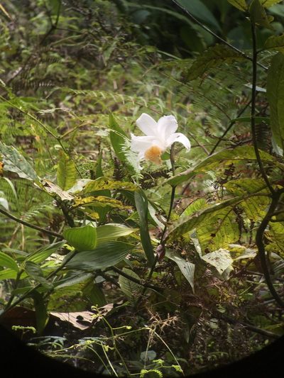 Sobralia chrysostoma, photographed by harrier