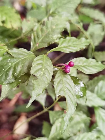 Palicourea hoffmannseggiana, photographed by Eduardo Chacón Madrigal