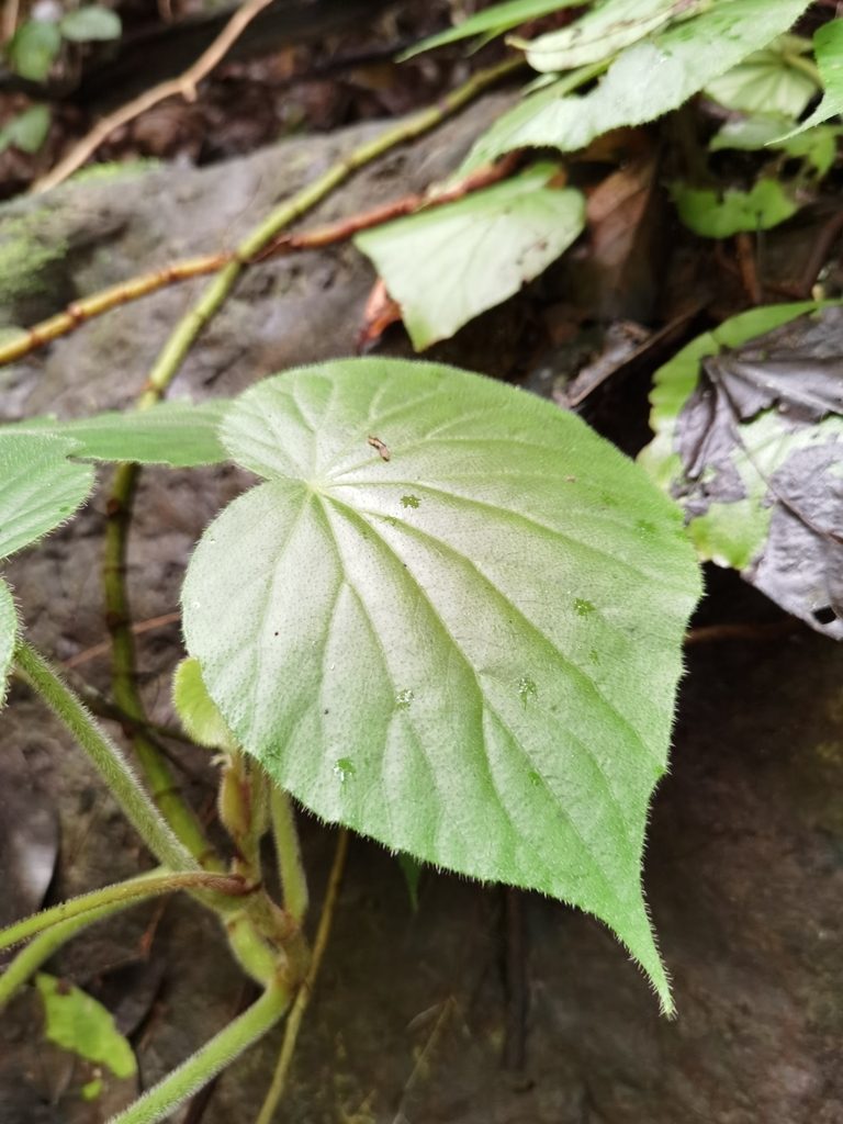 Begonia corredorana, photographed by Eduardo Chacón Madrigal