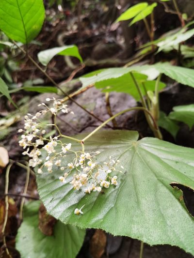 Begonia corredorana, photographed by Eduardo Chacón Madrigal
