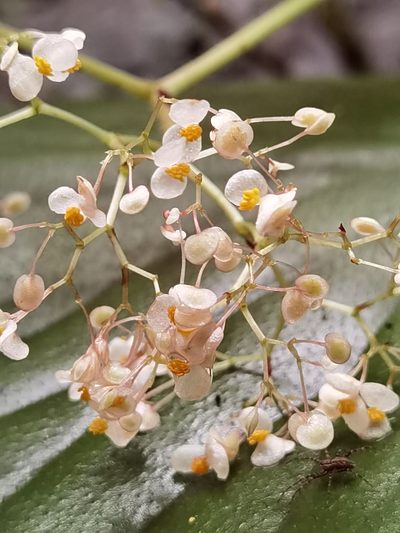 Begonia corredorana, photographed by Eduardo Chacón Madrigal