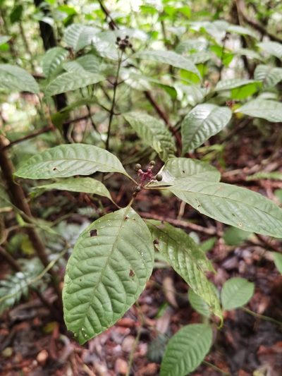 Palicourea acuminata, photographed by Eduardo Chacón Madrigal