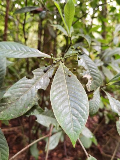 Psychotria marginata, photographed by Eduardo Chacón Madrigal