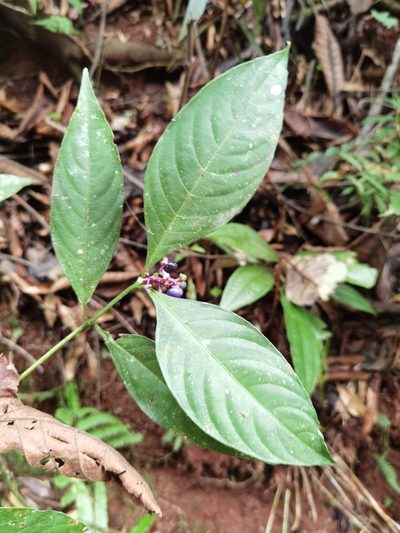 Palicourea gracilenta, photographed by Eduardo Chacón Madrigal