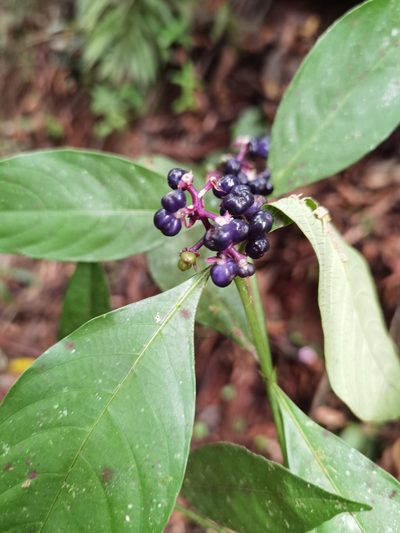 Palicourea gracilenta, photographed by Eduardo Chacón Madrigal