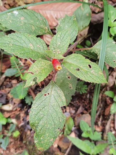 Kohleria tubiflora, photographed by Eduardo Chacón Madrigal