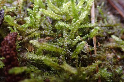 Calliergonella lindbergii, photographed by John Kees